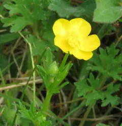 bulbous buttercup thumbnail 4