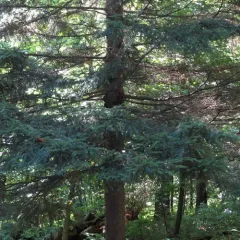 red spruce thumbnail 2