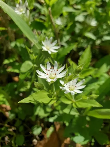 Tennessee Starwort