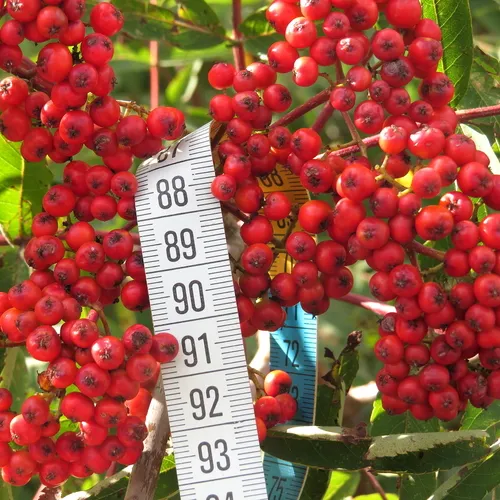 American mountain ash