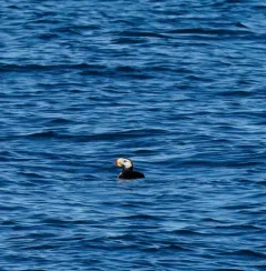 Horned Puffin thumbnail 2