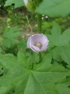 california globe mallow thumbnail 2