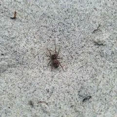 Sand Bear Spider thumbnail 4