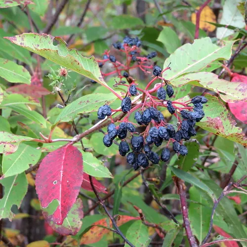 northern wild raisin