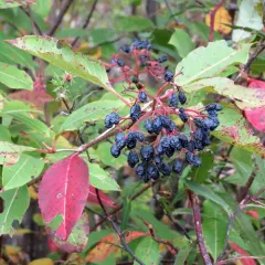 northern wild raisin thumbnail 1