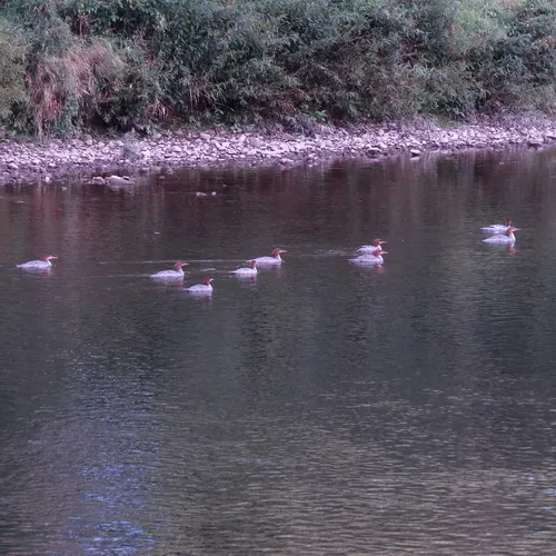 Common Merganser