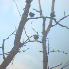 Common Grackle thumbnail 2