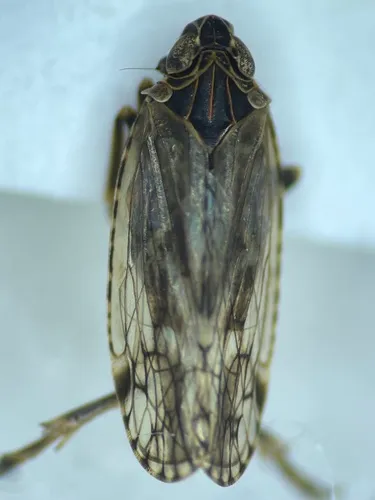 Cixius praecox