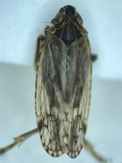 Cixius praecox thumbnail 1