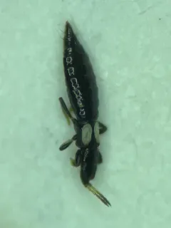 Rhipidothrips brunneus thumbnail 2