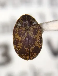Anthrenus blanci thumbnail 2