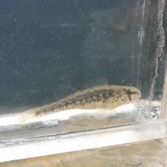 Iowa Darter thumbnail 3