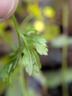 Ustacystis waldsteiniae thumbnail 1