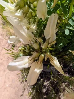 Rogue River Milkvetch thumbnail 3