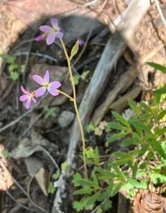 Violet Suksdorfia thumbnail 2