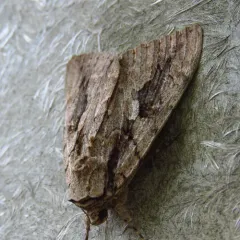 Sweetheart Underwing thumbnail 4