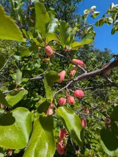 Pacific plum thumbnail 2