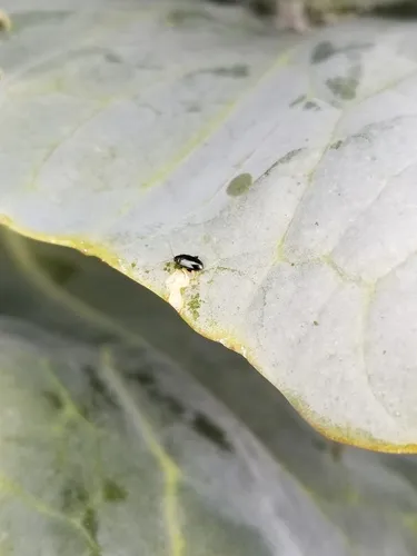 Phyllotreta cruciferae
