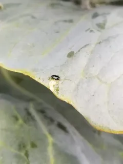 Phyllotreta cruciferae thumbnail 1