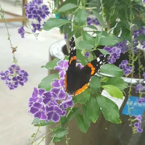 Red Admiral