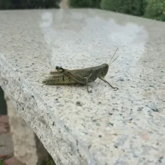 Differential Grasshopper thumbnail 2