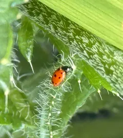 Eleven-spotted Ladybird Beetle thumbnail 4