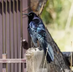 Great-tailed Grackle thumbnail 4