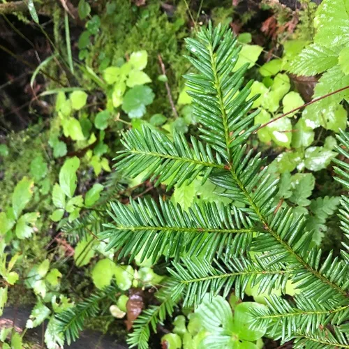 Canada yew