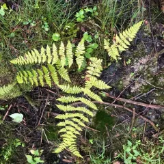 bulblet fern thumbnail 1