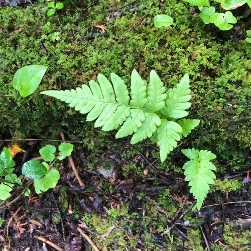 crested wood fern