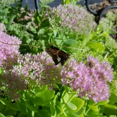 Silver-spotted Skipper thumbnail 2