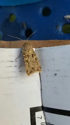 Pale Western Cutworm Moth thumbnail 4