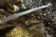 Burrowing Sea Cucumber thumbnail 2