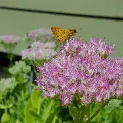 Fiery Skipper thumbnail 4