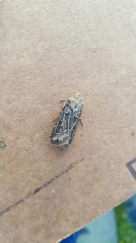 Euxoa perolivalis