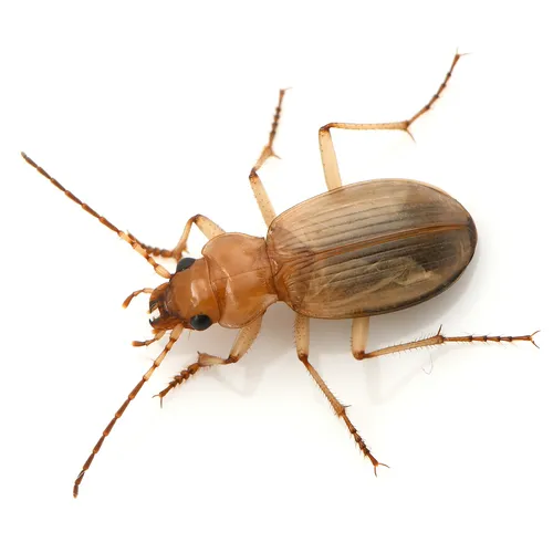 Nebria diversa