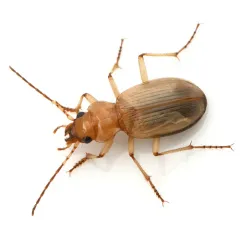 Nebria diversa thumbnail 1