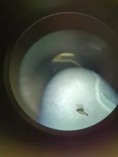 New Zealand Mudsnail thumbnail 4