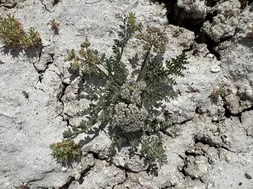Bentonite Desertparsley