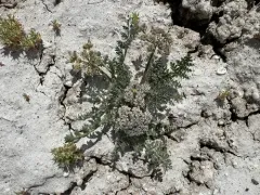 Bentonite Desertparsley thumbnail 1
