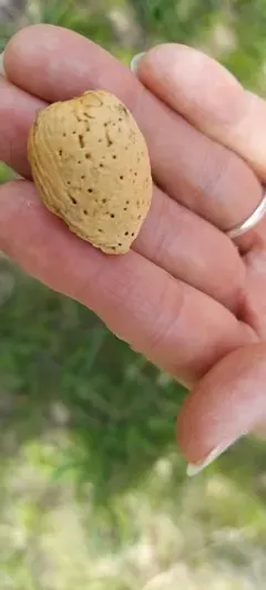 Almond thumbnail 3