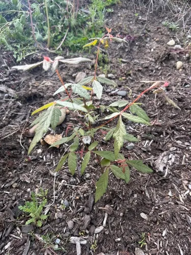 Paperbark Maple
