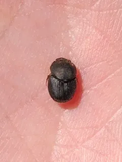 Lined Dung Beetle thumbnail 3