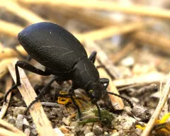 Eleodes granulata thumbnail 3
