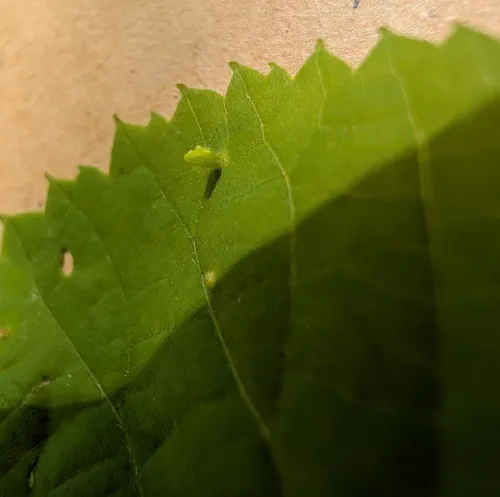 Phytoptus abnormis