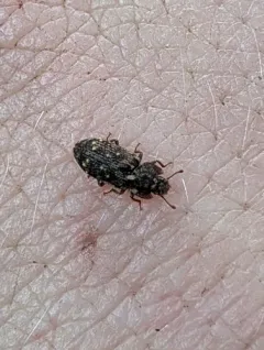 Namunaria pacifica thumbnail 2