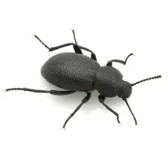 Eleodes scabrosa thumbnail 2