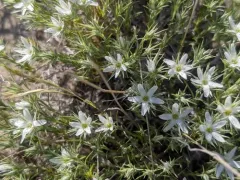 Franklin's Sandwort thumbnail 4