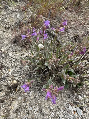 Malheur Penstemon