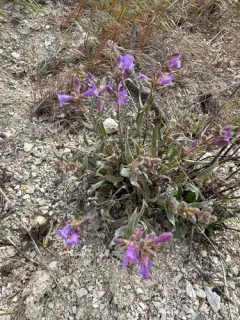Malheur Penstemon thumbnail 1